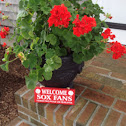 Geraniums