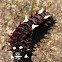 Oruga de Parides sp.