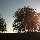 Oak trees