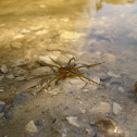 six-spotted fishing spider