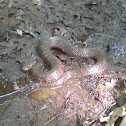 Northern water snake