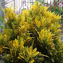 Garden Croton