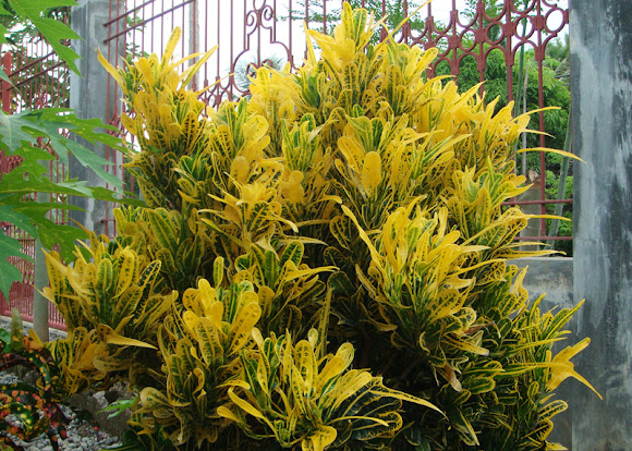 Spotting Image 1