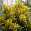 Garden Croton