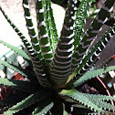 Ric Rac Cactus