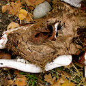 elk