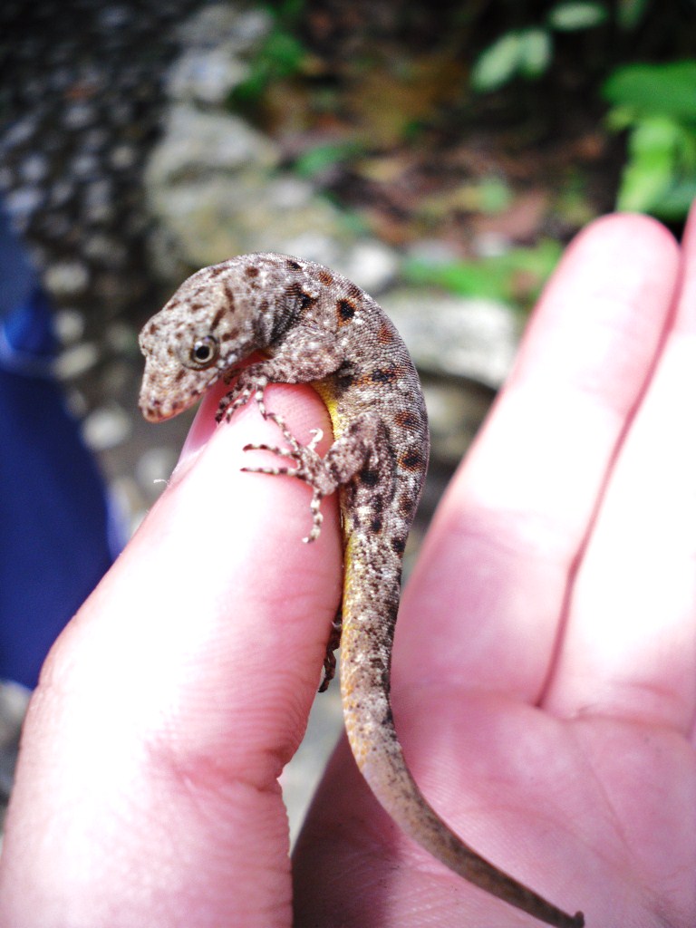 Gecko