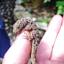 Gecko