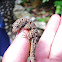 Gecko