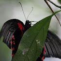 Scarlet Mormon Butterfly