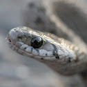 Garter snake?
