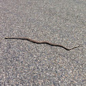 Bull snake