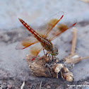Jewel Ditch