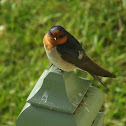 Welcome Swallow