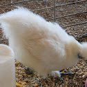 Silkie