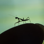 Carolina mantis (newly hatched)