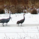 Sandhill Crane