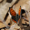 Small Copper