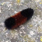 Isabella Tiger Moth.