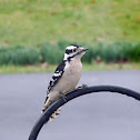 Downy Woodpecker (female)