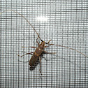Banded Hickory Borer