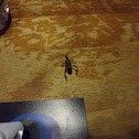 Western Conifer Seed Bug