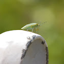 Southern Green Stink Bug