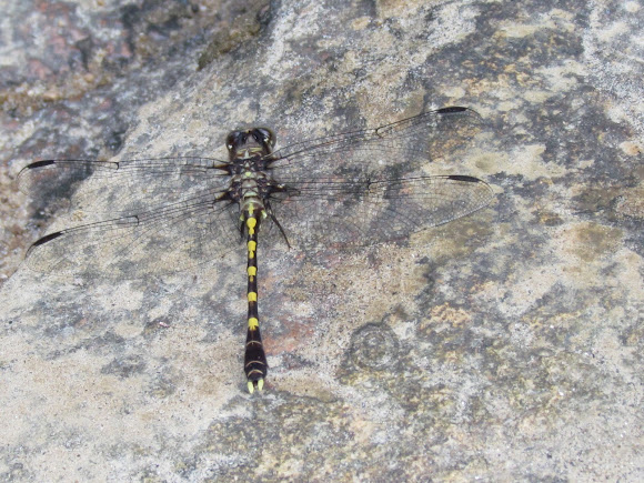 Spotting Image 1