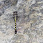 Club-tailed Dragonfly