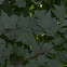 Red Maple