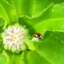 2 spotted ladybug