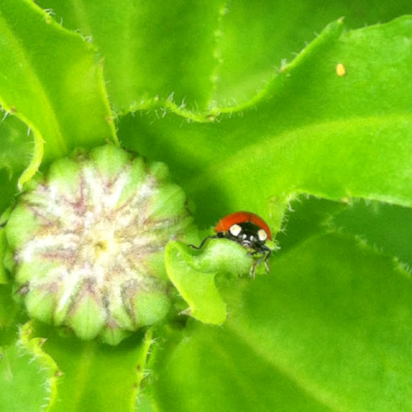 Spotting Image 1