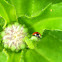 2 spotted ladybug