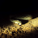 Saw scaled viper