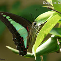Common Bluebottle