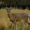 White Tailed Deer