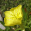 Evening primrose