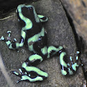 Green an Black Poison Dart Frog