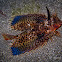 Oriental Flying Gurnard, Sea Robin