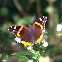 Red Admiral