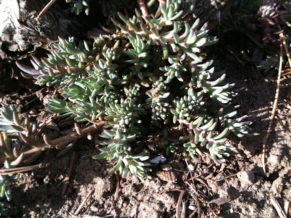 Spotting Image 1