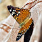 Hackberry Emperor