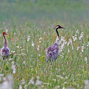 Common Crane