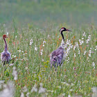 Common Crane