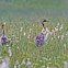 Common Crane