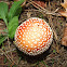 Fly agaric