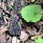 American Toad