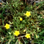 Yellow Woodsorrel