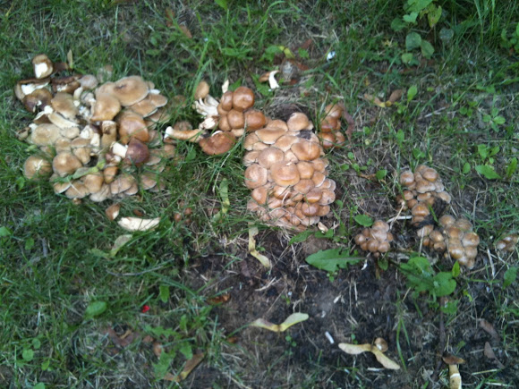 Spotting Image 1