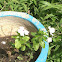 Madagascar Periwinkle